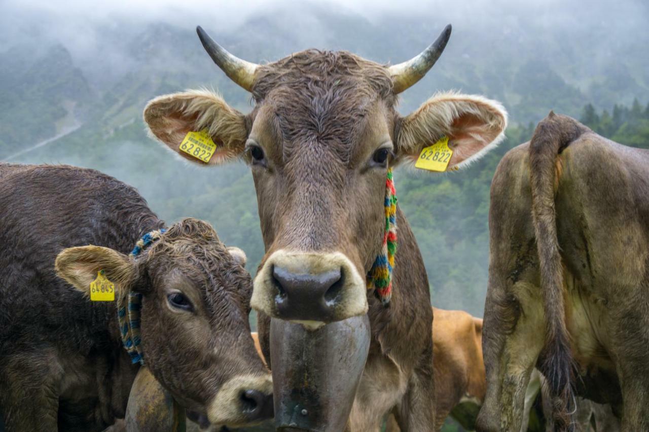 Geigers Ferienhaus Tiefenbach bei Oberstdorf Екстериор снимка
